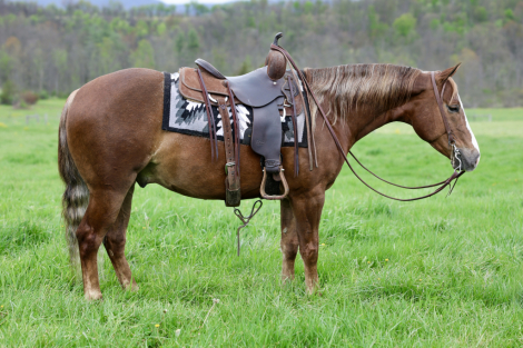 HorseID: 2312595 Shabby Gold Digger - PhotoID: 1097755