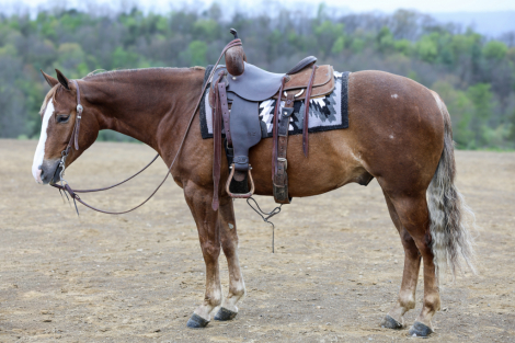 HorseID: 2312595 Shabby Gold Digger - PhotoID: 1097756