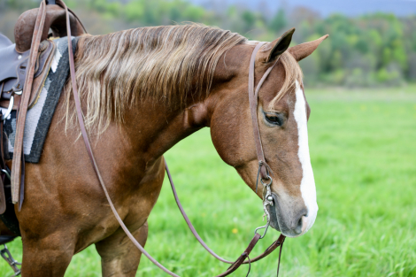 HorseID: 2312595 Shabby Gold Digger - PhotoID: 1097757