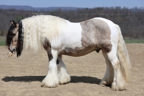 HorseID: 2312604 NORTHERN LIGHTS STARSCREAM - PhotoID: 1097760