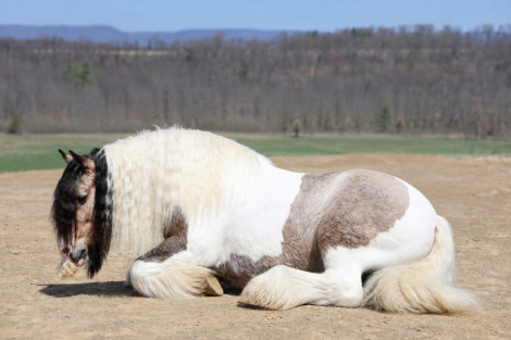 HorseID: 2312604 NORTHERN LIGHTS STARSCREAM - PhotoID: 1097763