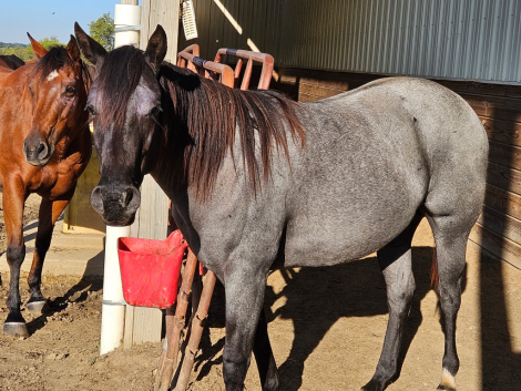HorseID: 2312617 BB Sneakin Blue UV - PhotoID: 1097768