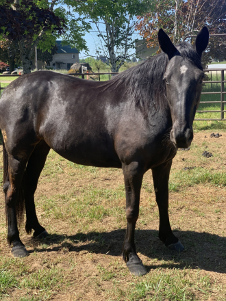 HorseID: 2312621 Mercy - PhotoID: 1097873