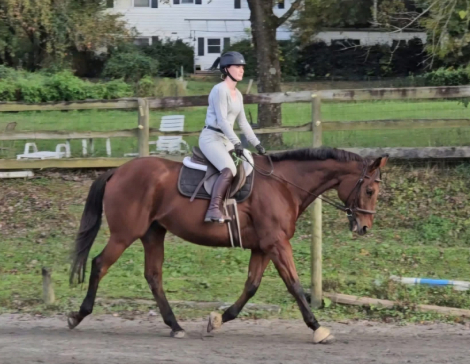 HorseID: 2312627 Impulse Purchase - PhotoID: 1097773
