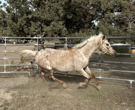 HorseID: 2312634 KitKat - PhotoID: 1097779