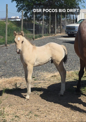 HorseID: 2312641 DSR POCOCS BIG DRIFT - PhotoID: 1097795