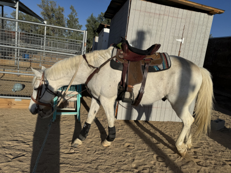 HorseID: 2312643 True Blue - PhotoID: 1097800