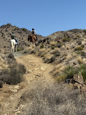 HorseID: 2312643 True Blue - PhotoID: 1097801