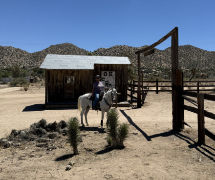 HorseID: 2312643 True Blue - PhotoID: 1097803