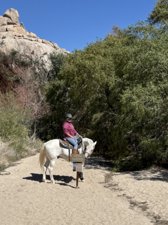 HorseID: 2312643 True Blue - PhotoID: 1097804
