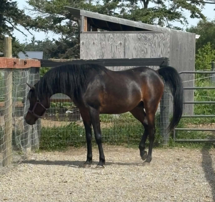 HorseID: 2312659 KS Khe-Milagre Dazi - PhotoID: 1097826