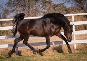 HorseID: 2312659 KS Khe-Milagre Dazi - PhotoID: 1097827