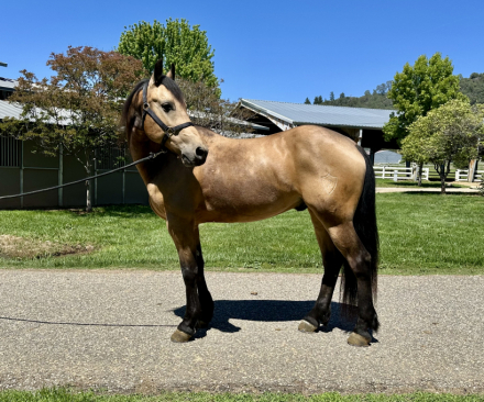 HorseID: 2312664 Fabio - PhotoID: 1097829