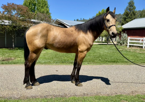 HorseID: 2312664 Fabio - PhotoID: 1097830