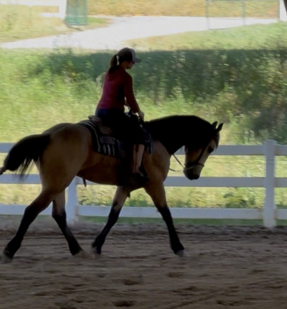 HorseID: 2312664 Fabio - PhotoID: 1097831