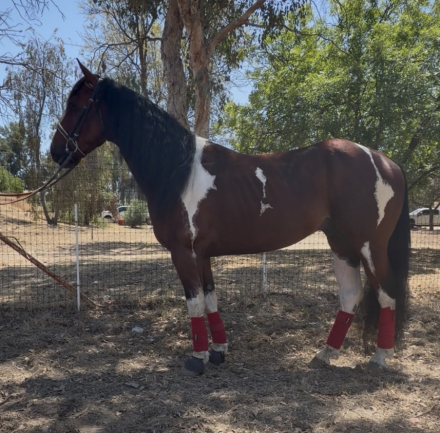 HorseID: 2312665 Randy - PhotoID: 1097834