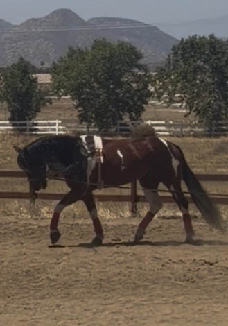 HorseID: 2312665 Randy - PhotoID: 1097835
