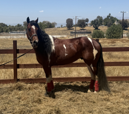 HorseID: 2312665 Randy - PhotoID: 1097836