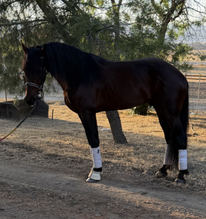 HorseID: 2312672 Brandon - PhotoID: 1097842