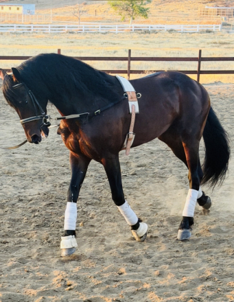 HorseID: 2312672 Brandon - PhotoID: 1097843