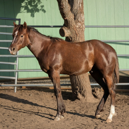 HorseID: 2312673 Harland Hot Sauce - PhotoID: 1097849