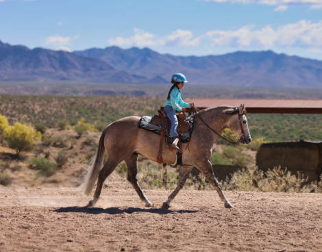 HorseID: 2312677 IM WIZARD - PhotoID: 1097853