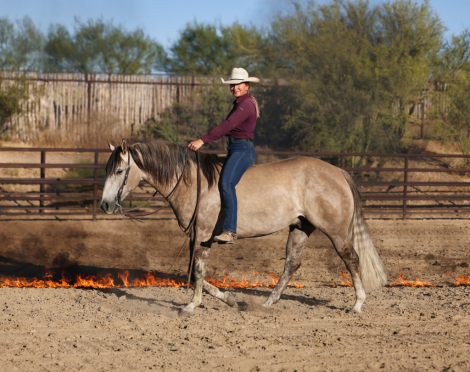 HorseID: 2312677 IM WIZARD - PhotoID: 1097854