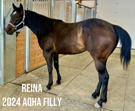 HorseID: 2312678 Reina Hancock - PhotoID: 1097855