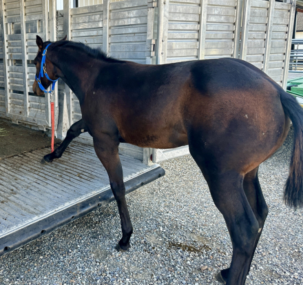 HorseID: 2312678 Reina Hancock - PhotoID: 1097857