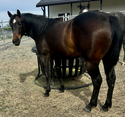 HorseID: 2312678 Reina Hancock - PhotoID: 1097858