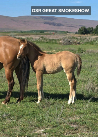 HorseID: 2312685 DSR GREAT SMOKESHOW - PhotoID: 1097861