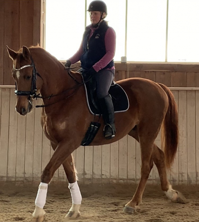HorseID: 2312692 Lorenzo - PhotoID: 1097865