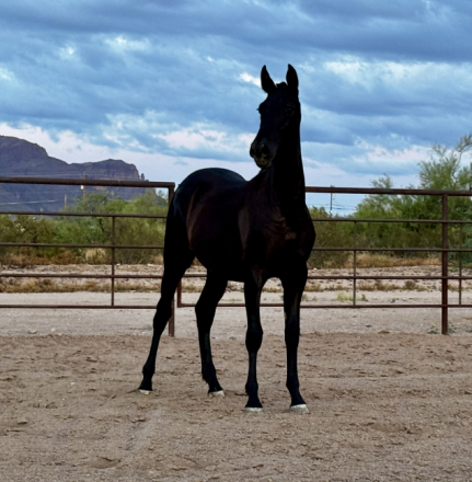 HorseID: 2312697 Chilena de Viñuela - PhotoID: 1097870