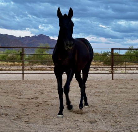 HorseID: 2312697 Chilena de Viñuela - PhotoID: 1097871