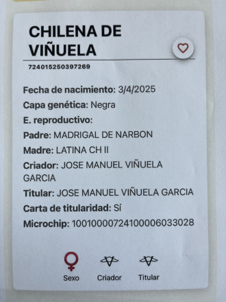 HorseID: 2312697 Chilena de Viñuela - PhotoID: 1097872