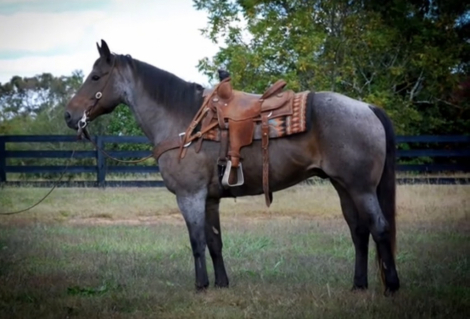 HorseID: 2312701 BATMAN - PhotoID: 1097874
