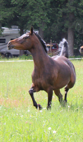 HorseID: 2312702 KS Hot Starry Nite - PhotoID: 1097877