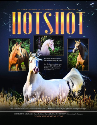HorseID: 2312702 KS Hot Starry Nite - PhotoID: 1097878