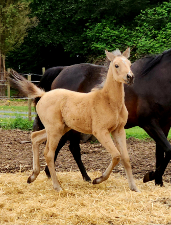 HorseID: 2312702 KS Hot Starry Nite - PhotoID: 1097875