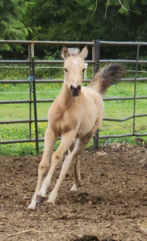HorseID: 2312702 KS Hot Starry Nite - PhotoID: 1097876