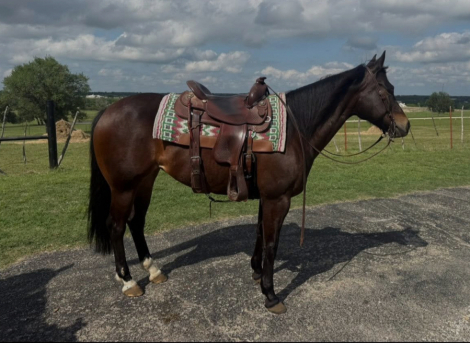 HorseID: 2312710 WR Kitty Comfort - PhotoID: 1097880
