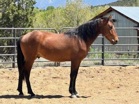 HorseID: 2312714 Udo - PhotoID: 1097883