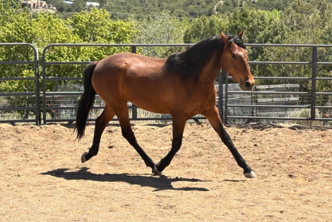 HorseID: 2312714 Udo - PhotoID: 1097884