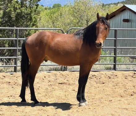 HorseID: 2312714 Udo - PhotoID: 1097885