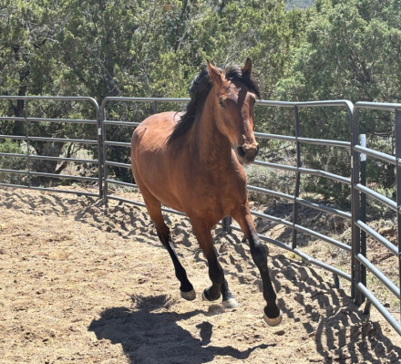 HorseID: 2312714 Udo - PhotoID: 1097886