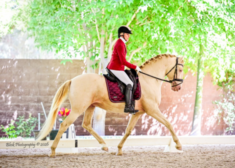 HorseID: 2312715 Lancero Salvatella - PhotoID: 1097887