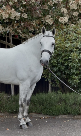 HorseID: 2312717 GLEANN RUA BOBBY - PhotoID: 1097889