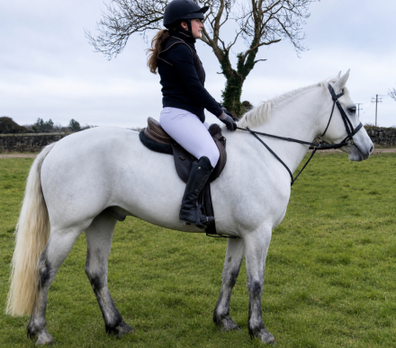 HorseID: 2312717 GLEANN RUA BOBBY - PhotoID: 1097891
