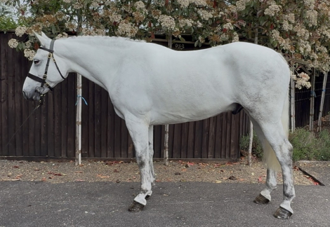 HorseID: 2312717 GLEANN RUA BOBBY - PhotoID: 1097892