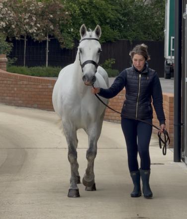 HorseID: 2312717 GLEANN RUA BOBBY - PhotoID: 1097893